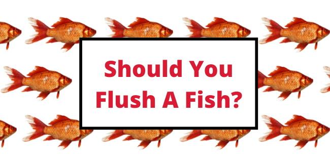 Is Flushing Your Fish Down The Toilet A Good Idea?