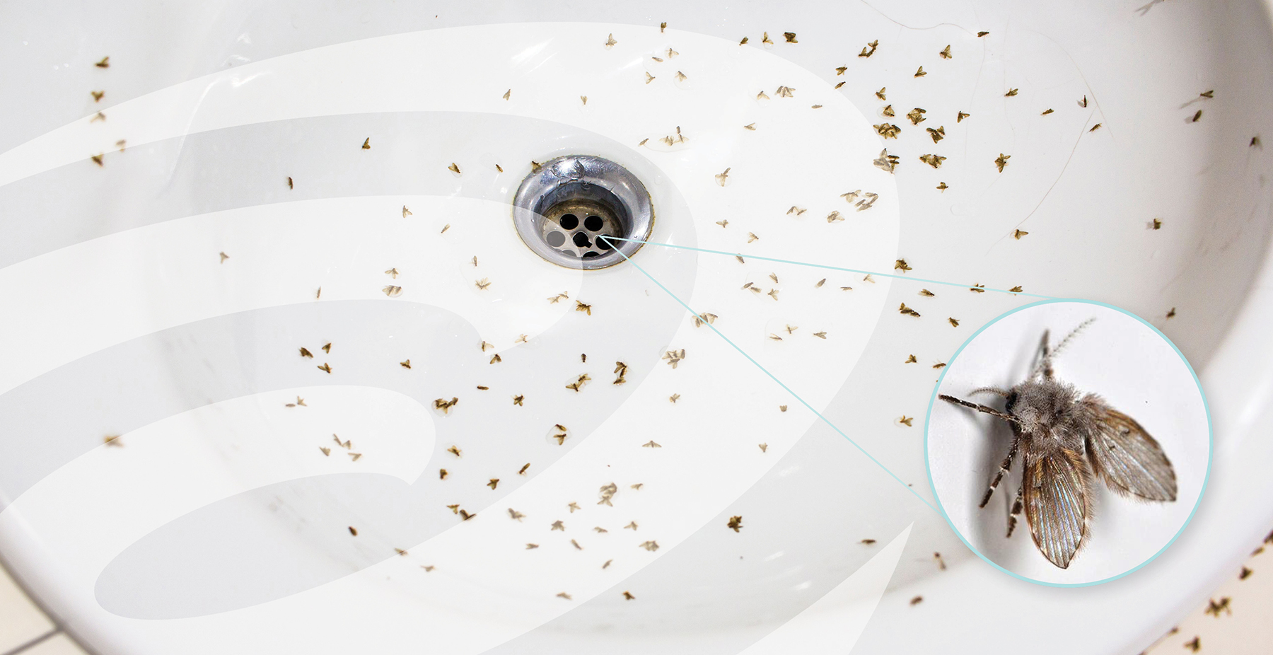 What Can You Do In Your Home To Get Rid Of Drain Flies?